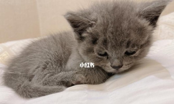 照顾一个月大猫咪的必备知识（从喂养到环境）