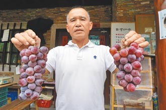 彭文欽返鄉種葡萄 打響賞梅祕境