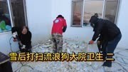 雪后打扫流浪狗大院卫生 二