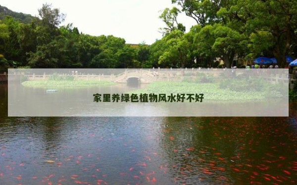 家里养绿色植物风水好不好