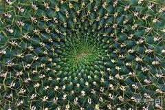 探究种仙人掌有什么寓意