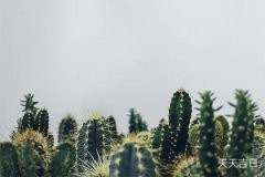 卫生间放仙人掌可以吗