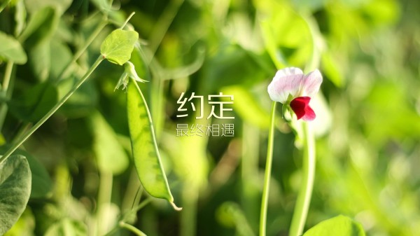 贷款的长期还款压力对婚姻关系的影响