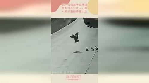鸭子带领孩子过马路，慌乱中反应让人心寒，小鸭子直接怀疑人生