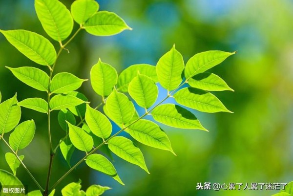 有关人生最幸福名言警句的短句（探寻幸福的内涵，掌握人生的真谛）