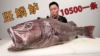 10500买一条很多人都不认识的鱼,真的好吃吗?