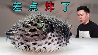 蓝色刺鲀,听说我要吃它,差点把自己气爆了