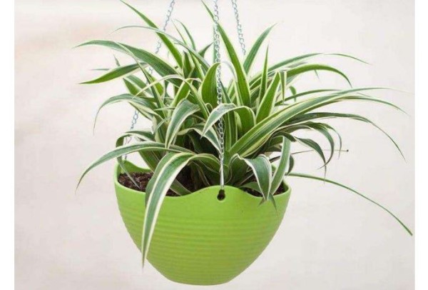 10种室内最好养的植物 观赏价值高还可以净化空气