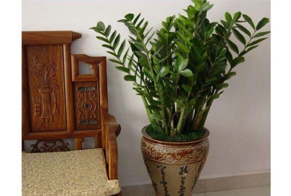 10种室内最好养的植物 观赏价值高还可以净化空气