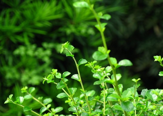 绿色植物