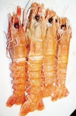 介于虾和龙虾之间的混合体生物——天龙虾
