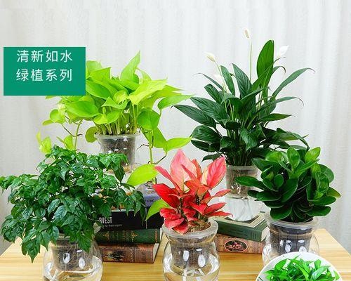 花园绿植盆栽的养护技巧是什么？如何保持植物健康？