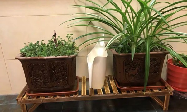 “花”点时间，提升生活幸福感
