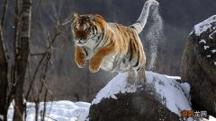 12生肖国家保护动物有哪几个