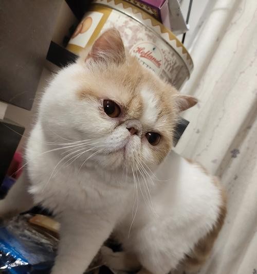猫咪背上的毛毛，究竟是个什么原因（探索猫咪身上毛发的奥秘）