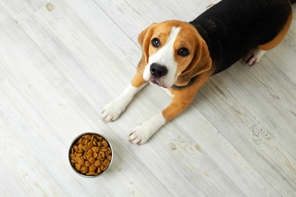 一只小猎犬躺在地板上，旁边是食物。