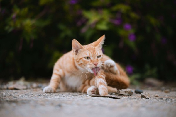姜猫正在自我梳理毛发。