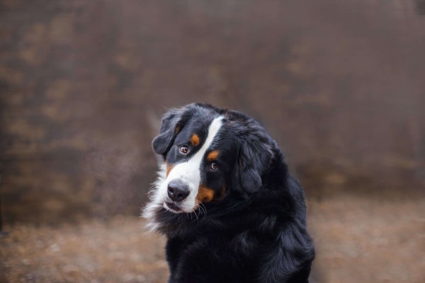 伯恩山犬