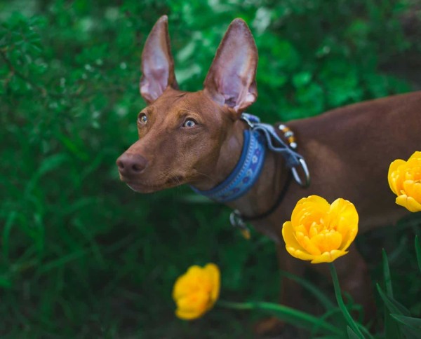 一只法老王猎犬在郁郁葱葱的绿树丛中警惕地站立在鲜艳的黄色郁金香中间。