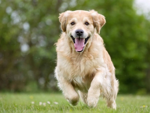 金毛猎犬在大自然中户外奔跑