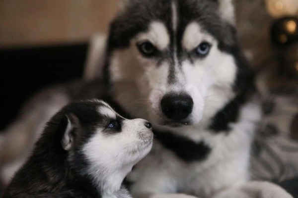 可爱的西伯利亚哈士奇幼犬和成年犬的特写肖像，展示它们可爱的毛茸茸的特征。
