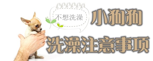 给小狗狗洗澡注意事项有哪些