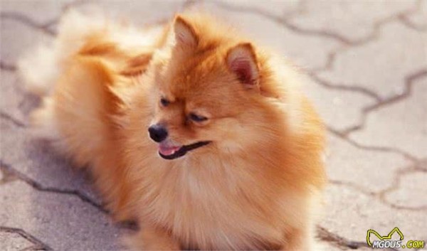 家有萌犬，想要做好卫生清洁，一定得做到这四点哦