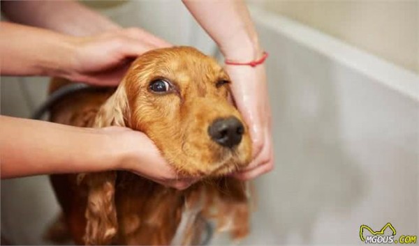 家有萌犬，想要做好卫生清洁，一定得做到这四点哦