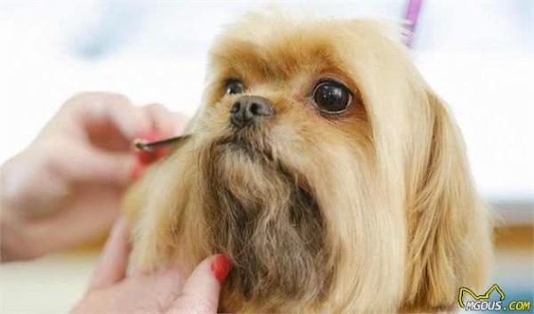 家有萌犬，想要做好卫生清洁，一定得做到这四点哦