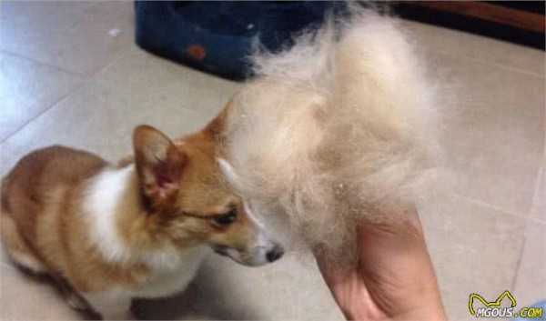 家有萌犬，想要做好卫生清洁，一定得做到这四点哦
