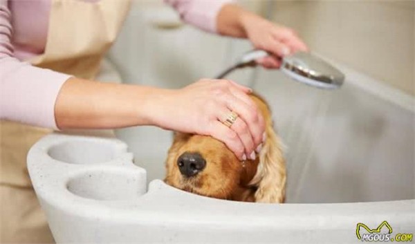 家有萌犬，想要做好卫生清洁，一定得做到这四点哦