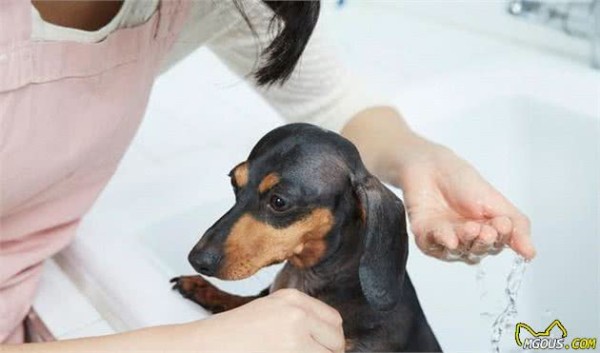 家有萌犬，想要做好卫生清洁，一定得做到这四点哦