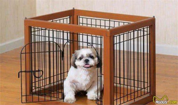 家有萌犬，想要做好卫生清洁，一定得做到这四点哦