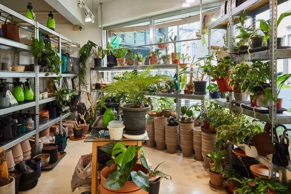 店內植物/Brush & Green/台北/台灣