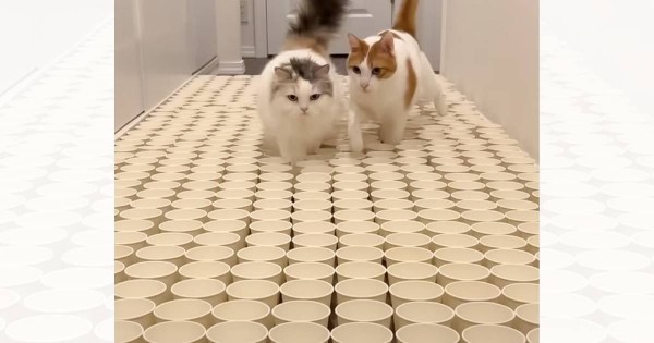 大量の紙コップのなかに『猫のおやつ』を隠してみたら…まさかの光景に爆笑する人続出「何とかしてって訴えてるw」「めっちゃおもろいw」