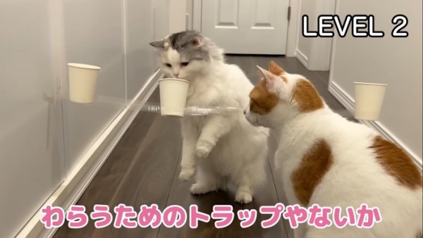 LEVEL2