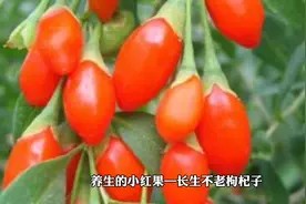 枸杞子妙用#养颜养生的食疗方法 #药食同源的食材有哪些视频封面