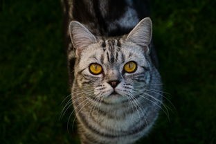 猫咪干洗神器大揭秘，这些品牌让你轻松应对猫咪毛发打理难题！