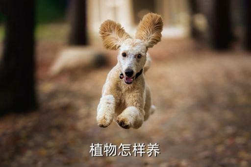 植物怎样养