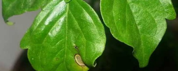 幸福树叶子上有白斑是什么原因 因为感染了叶斑症