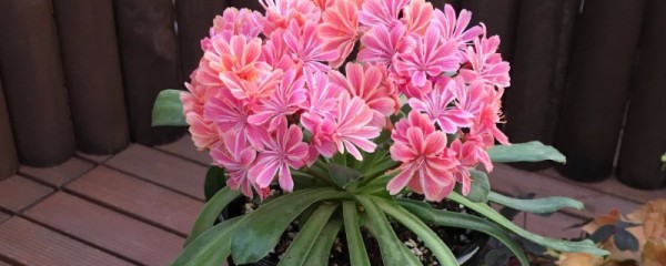 露薇花谢了怎么修剪 修剪能避免露薇花后期结果