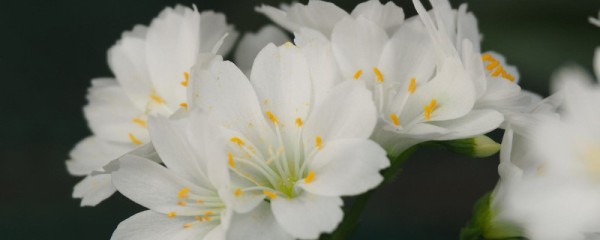 露薇花扦插方法图解 需要选择1~2年生的健壮枝条