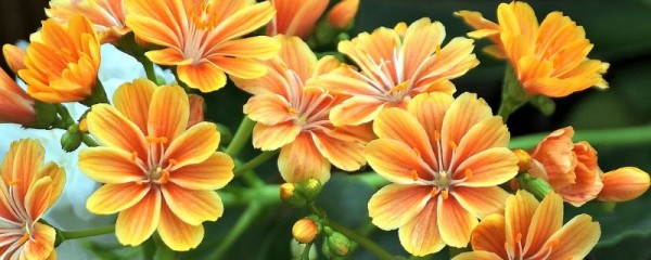 露薇花叶子软了怎么办 可能是光照过强所致