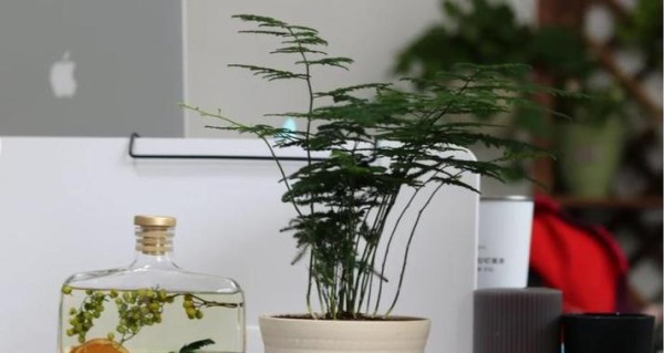 哪些都市绿植易于养护？推荐与养护指南是什么？