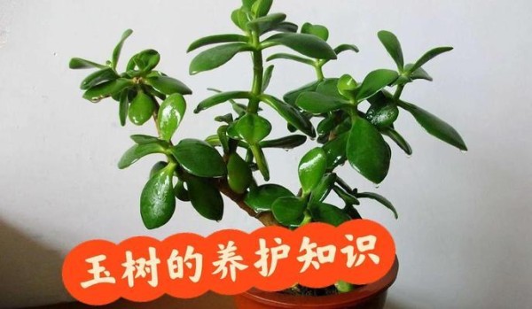 哪些都市绿植易于养护？推荐与养护指南是什么？