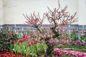 梅花盆景怎么栽培?图片