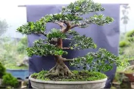 盆景,春养贵在养干,秋养贵在养根,4个要点育肥树桩图片