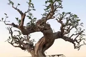 创作盆景,关键在于蓄养,如何蓄养?学会这3招图片