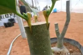 盆景入门,这些做法要牢记,做盆景不走弯路!图片