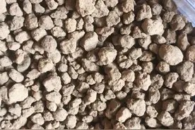 盆景老桩不长根,用赤玉土,火山石栽种,通透性好易发根图片